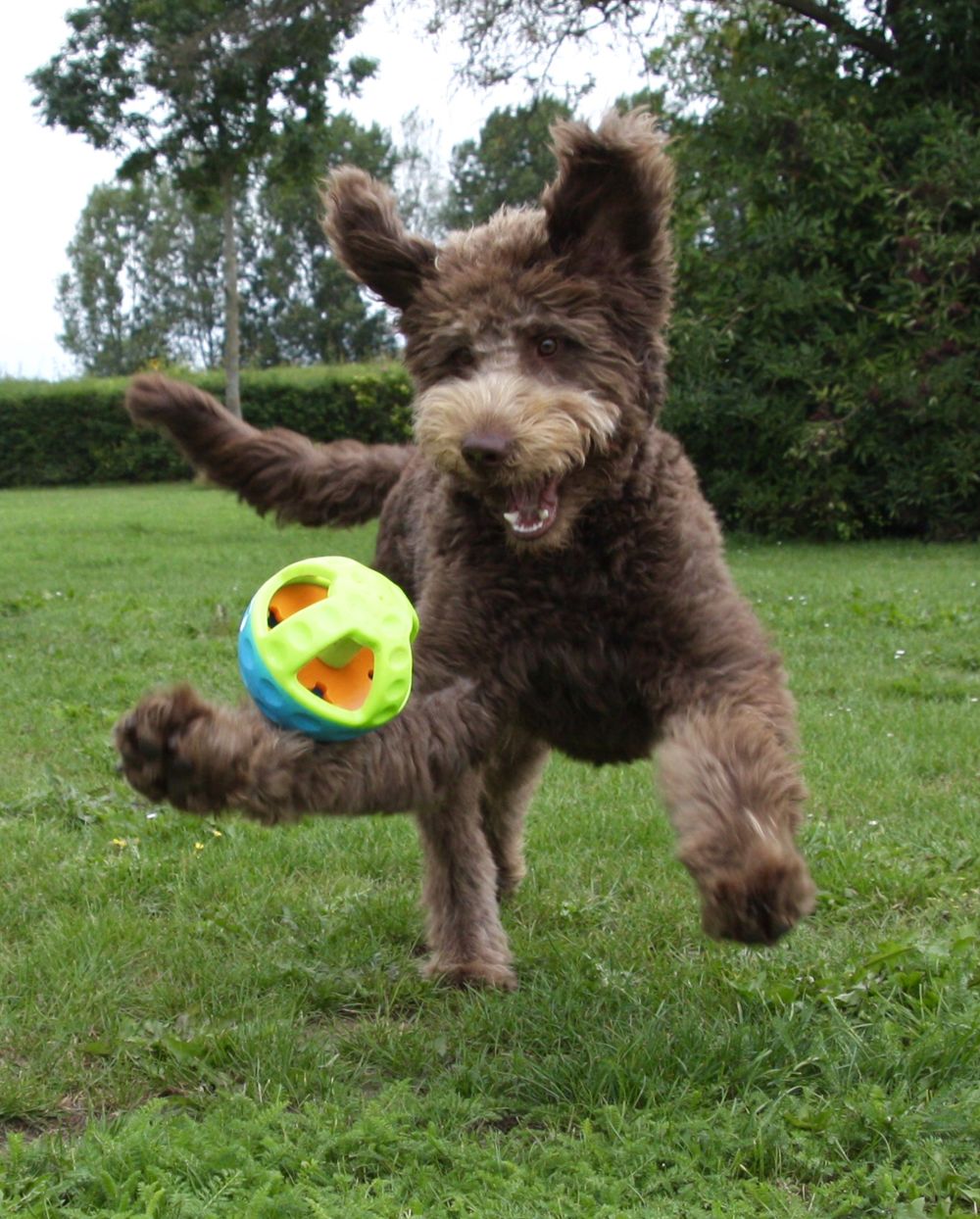 nobby-tpr-ball-active-us-7538364907775_1.jpg