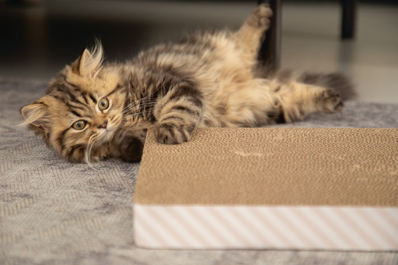 beeztees-kitten-2in1-kratzbrett-uma-us-7538376474879_2.jpg