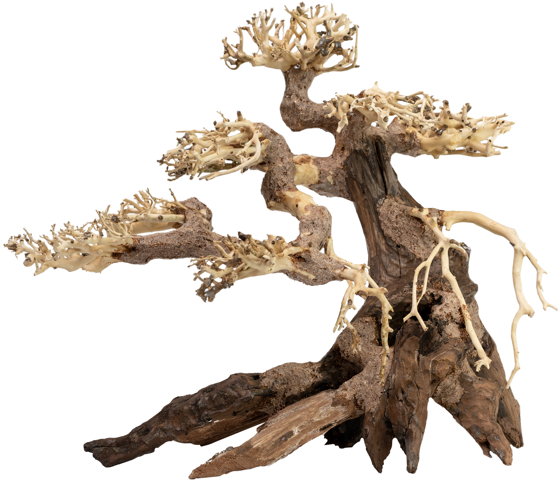 akvado-bonsai-han-kengai-tree-us-7538400100607_1.png