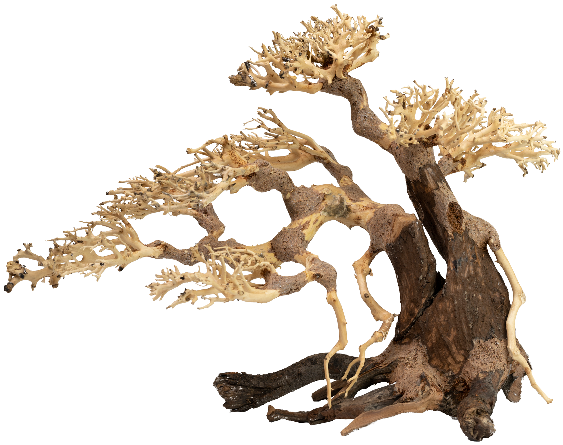 akvado-bonsai-han-kengai-tree-us-7538400100607_2.png