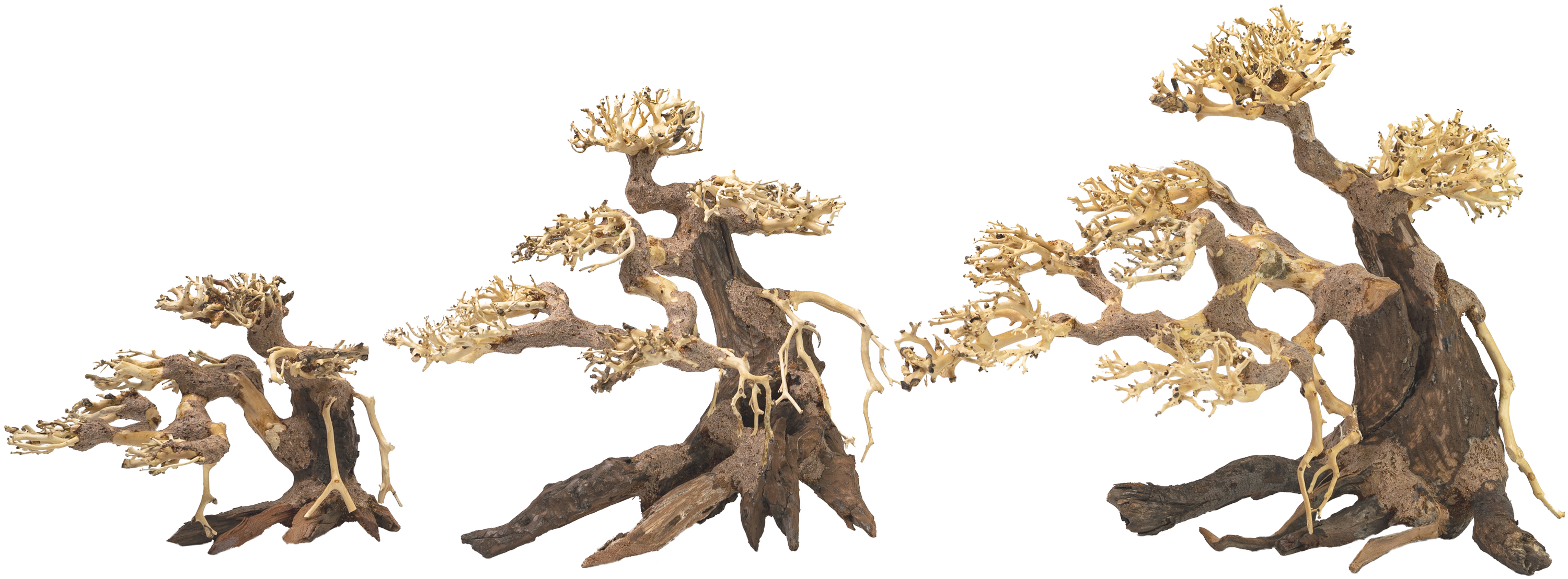 akvado-bonsai-han-kengai-tree-us-7538400100607_3.png