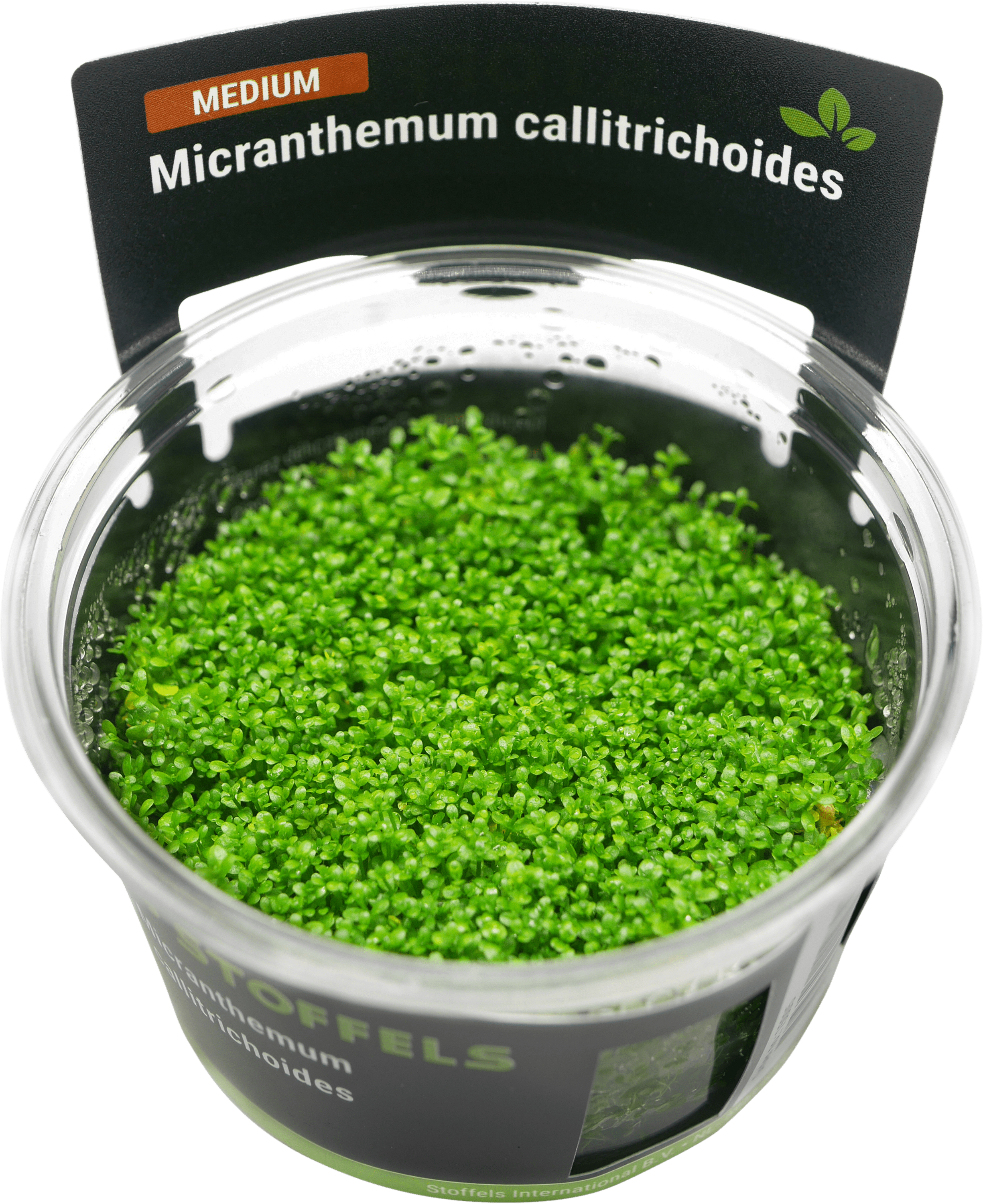 micranthemum-callitrichoides-in-vitro-us-8166024511756_0.png